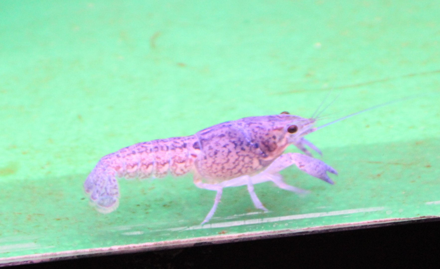 Freshwater crayfish ID