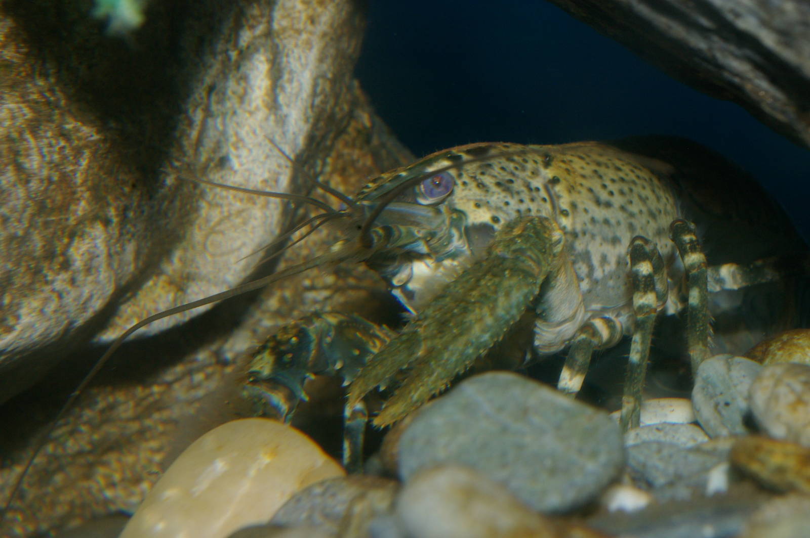 freshwater crayfish (Paranephrops planifrons)
