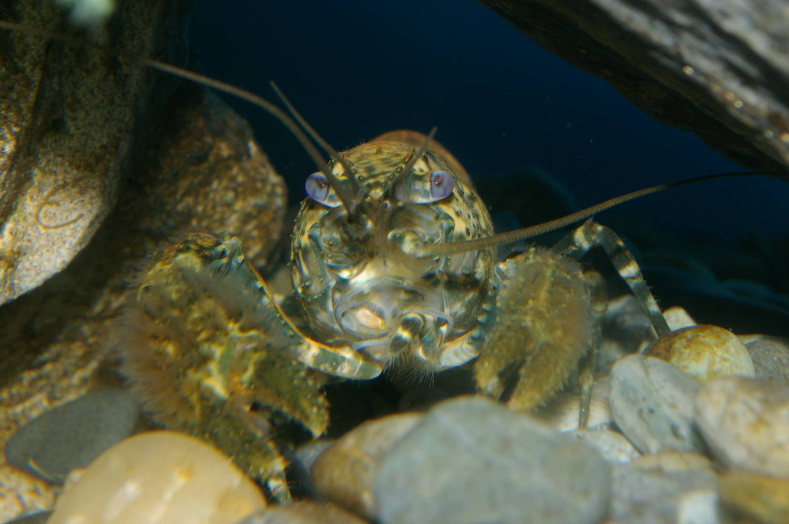 freshwater crayfish (Paranephrops planifrons)