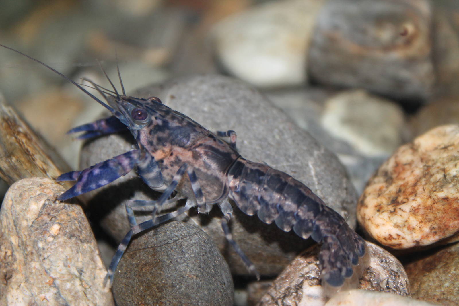 freshwater crayfish (Paranephrops planifrons)