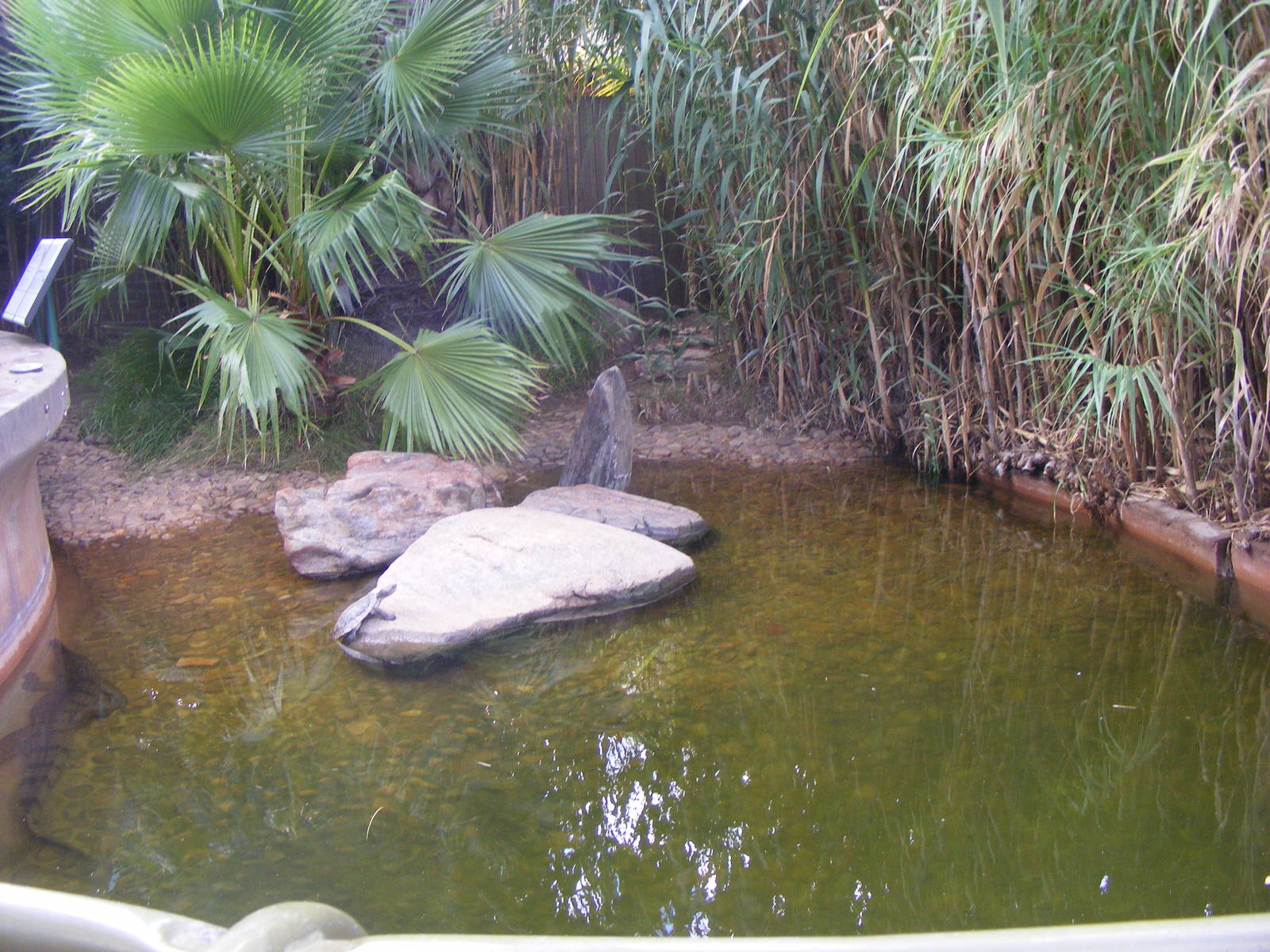 Freshwater Croc and tortoise Exhibit - April, 2010