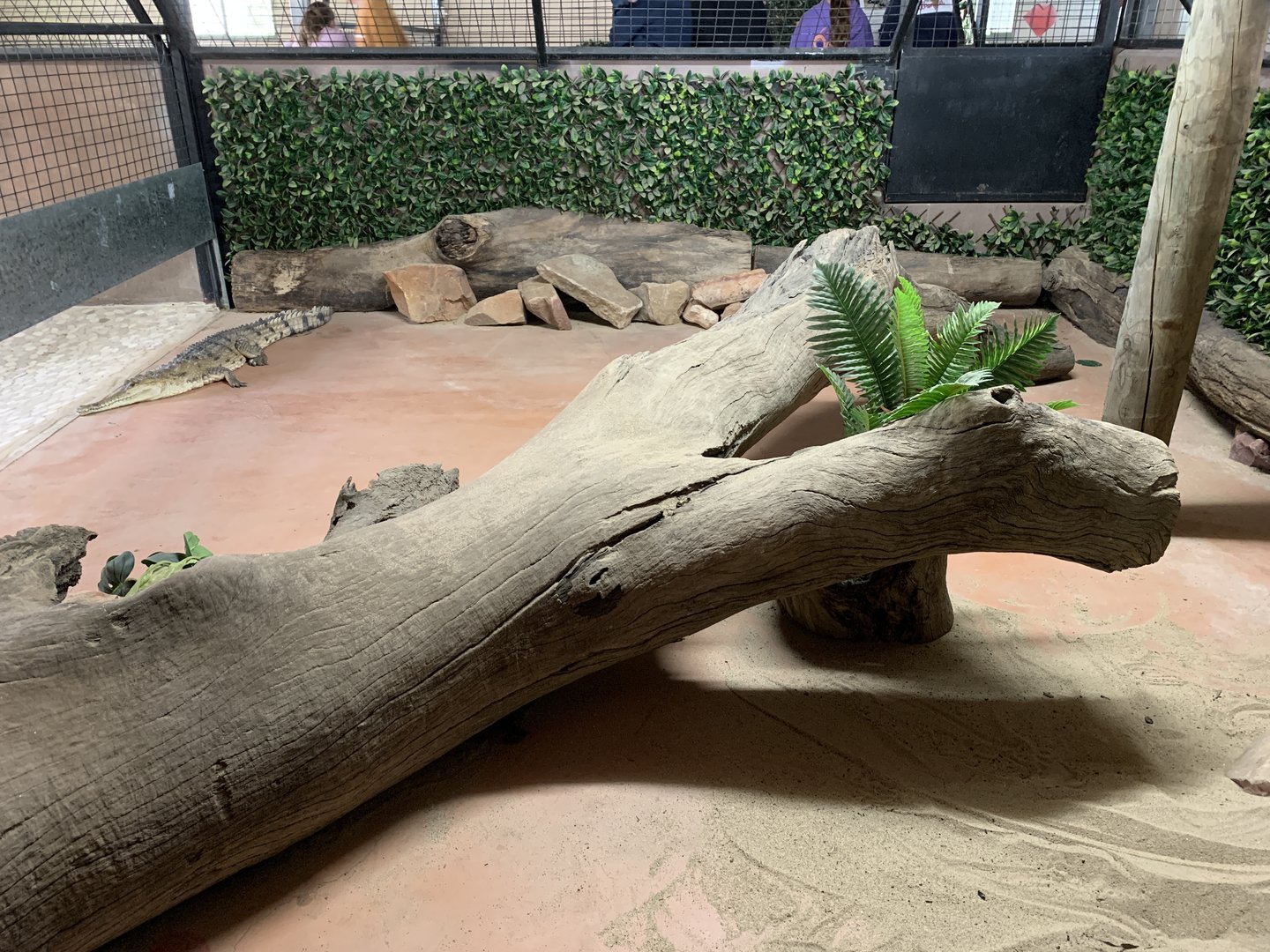 Freshwater Croc Exhibit
