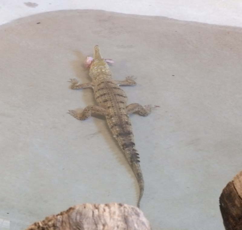 Freshwater Croc