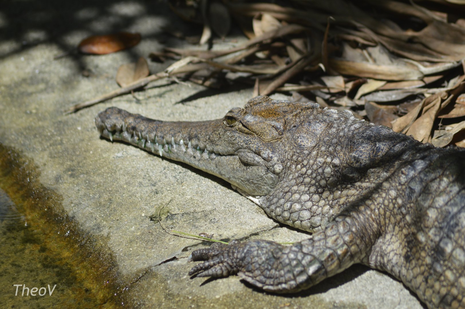 Freshwater crocodile [2017]
