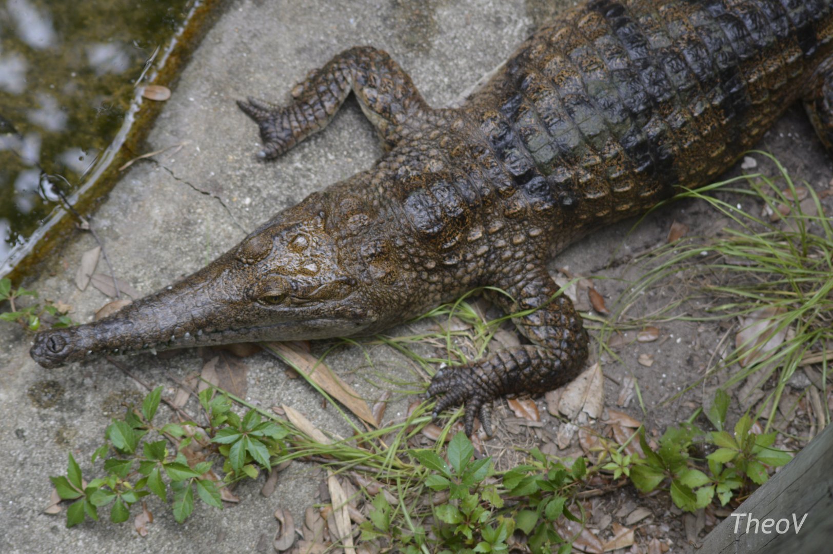 Freshwater crocodile [2017]