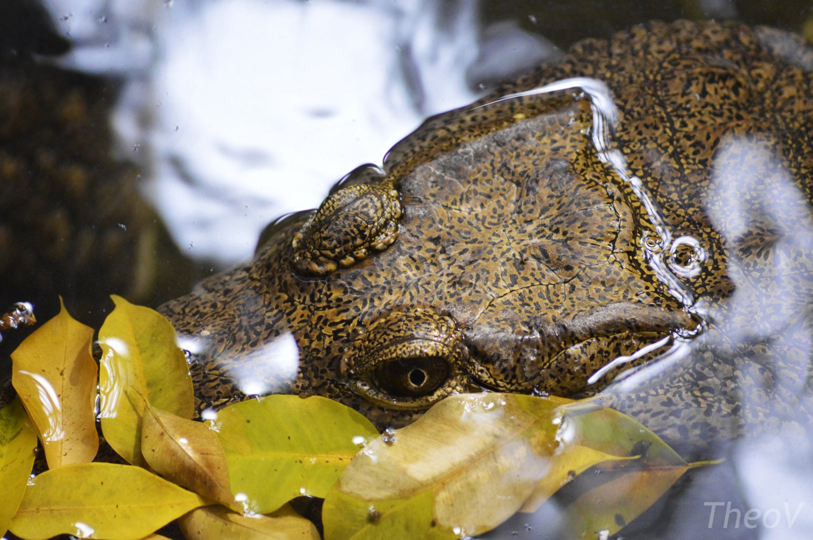 Freshwater crocodile [2020]