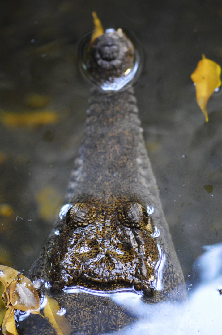 Freshwater crocodile [2020]