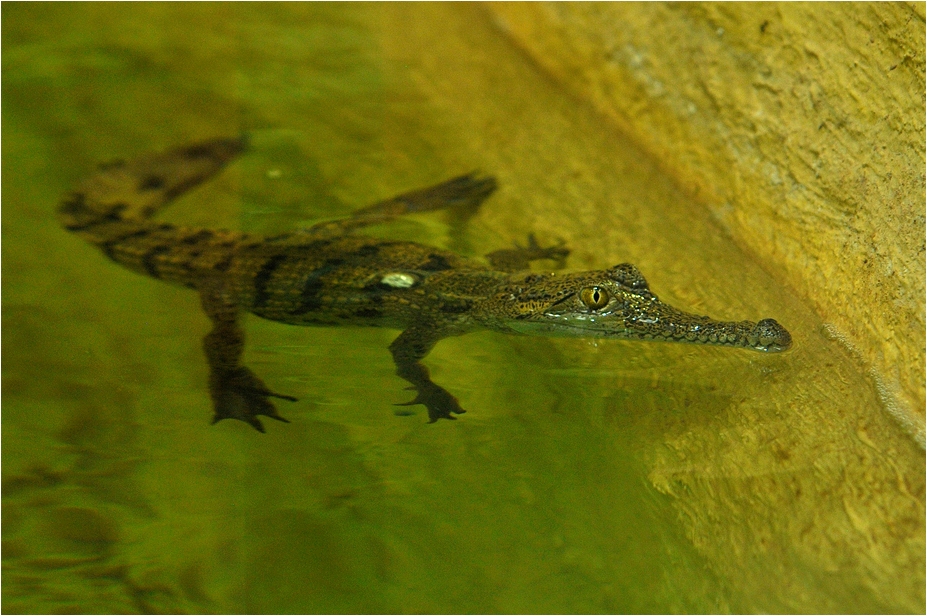 Freshwater crocodile at Neuwied
