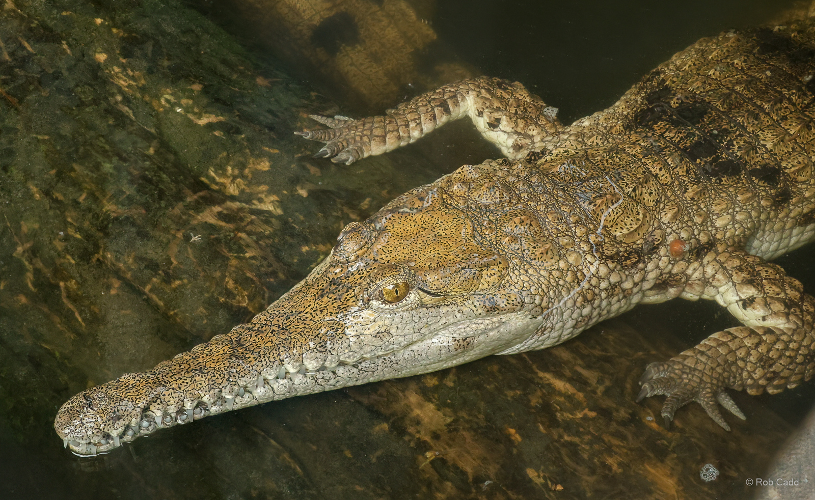 Freshwater crocodile : Crocodiles of the World : 07 Jun 2024