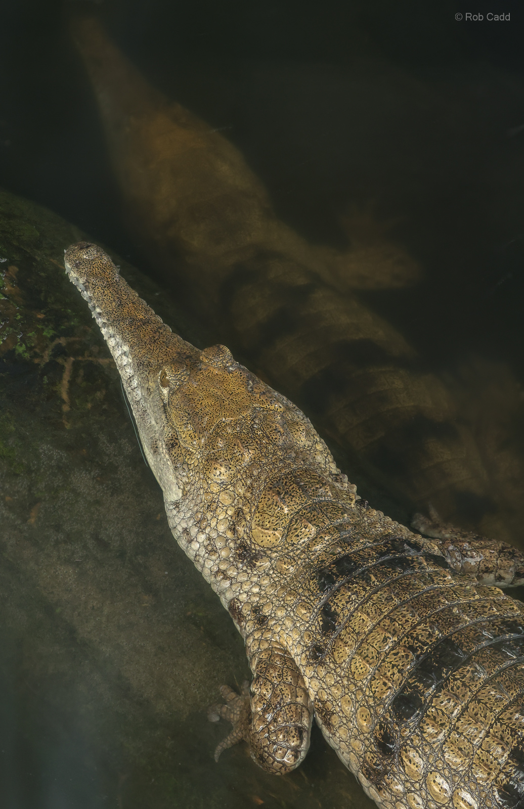 Freshwater crocodile : Crocodiles of the World : 07 Jun 2024