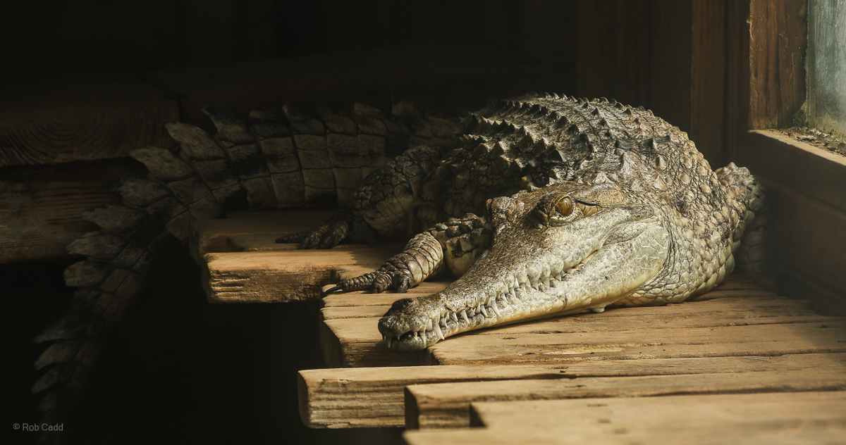 Freshwater crocodile : Crocodiles of the World : 20 Jun 2025