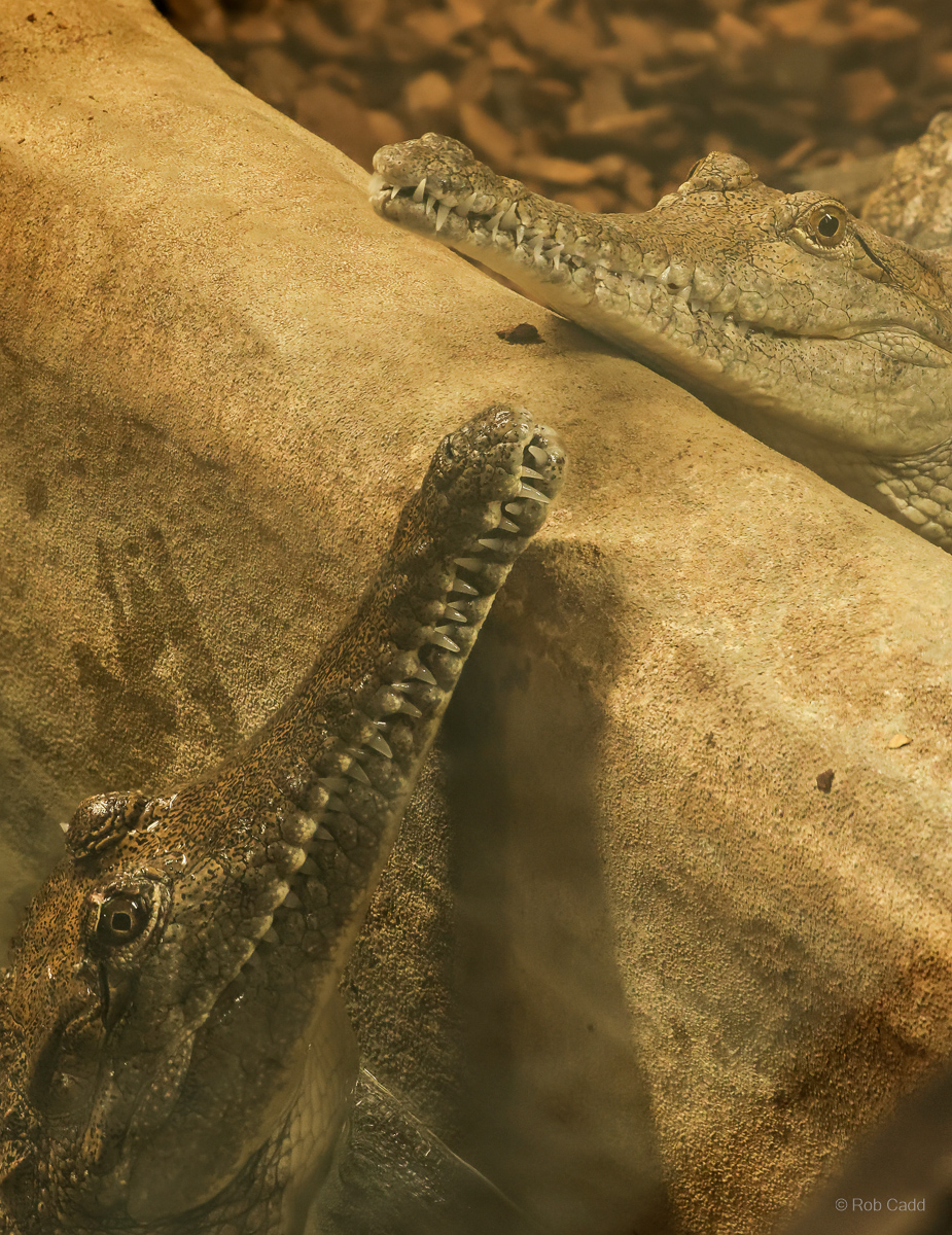 Freshwater crocodile : Crocodiles of the World : 26 Sep 2025