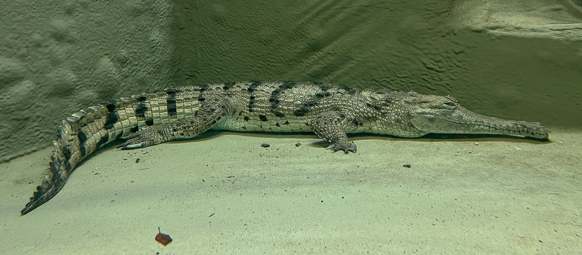 Freshwater crocodile : Crocodiles of the World : 26 Sep 2025