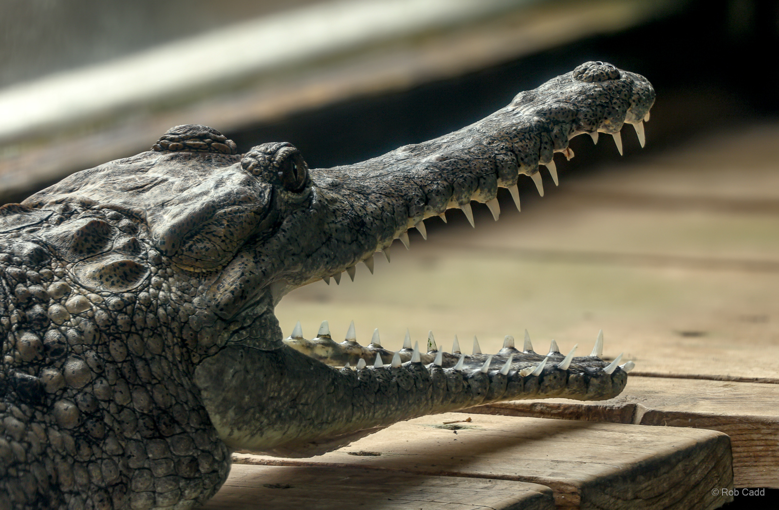 Freshwater crocodile : Crocodiles of the World : 28 Jul 2024