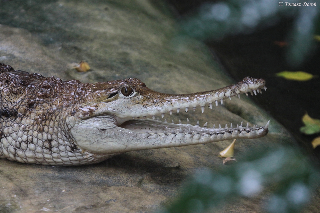Freshwater Crocodile (Crocodylus johnsoni)