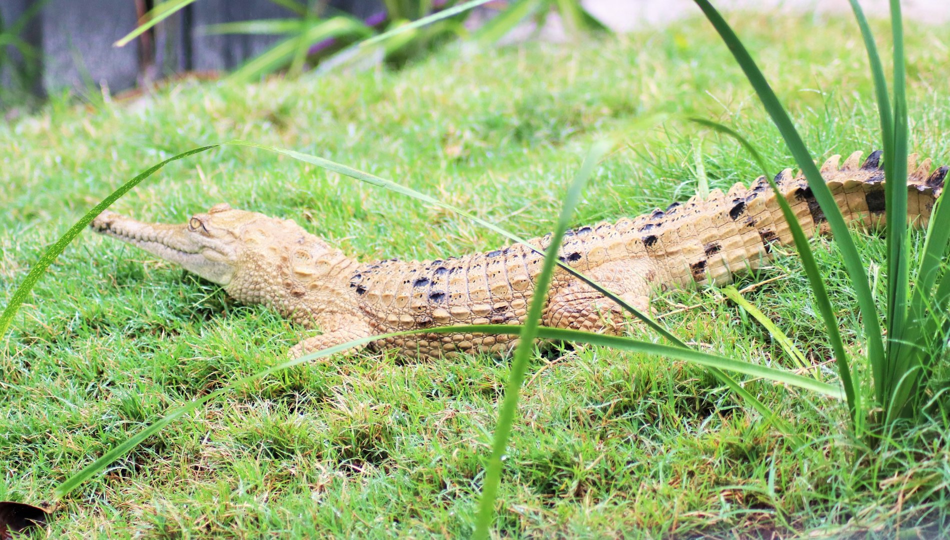 Freshwater Crocodile (Crocodylus johnsoni)