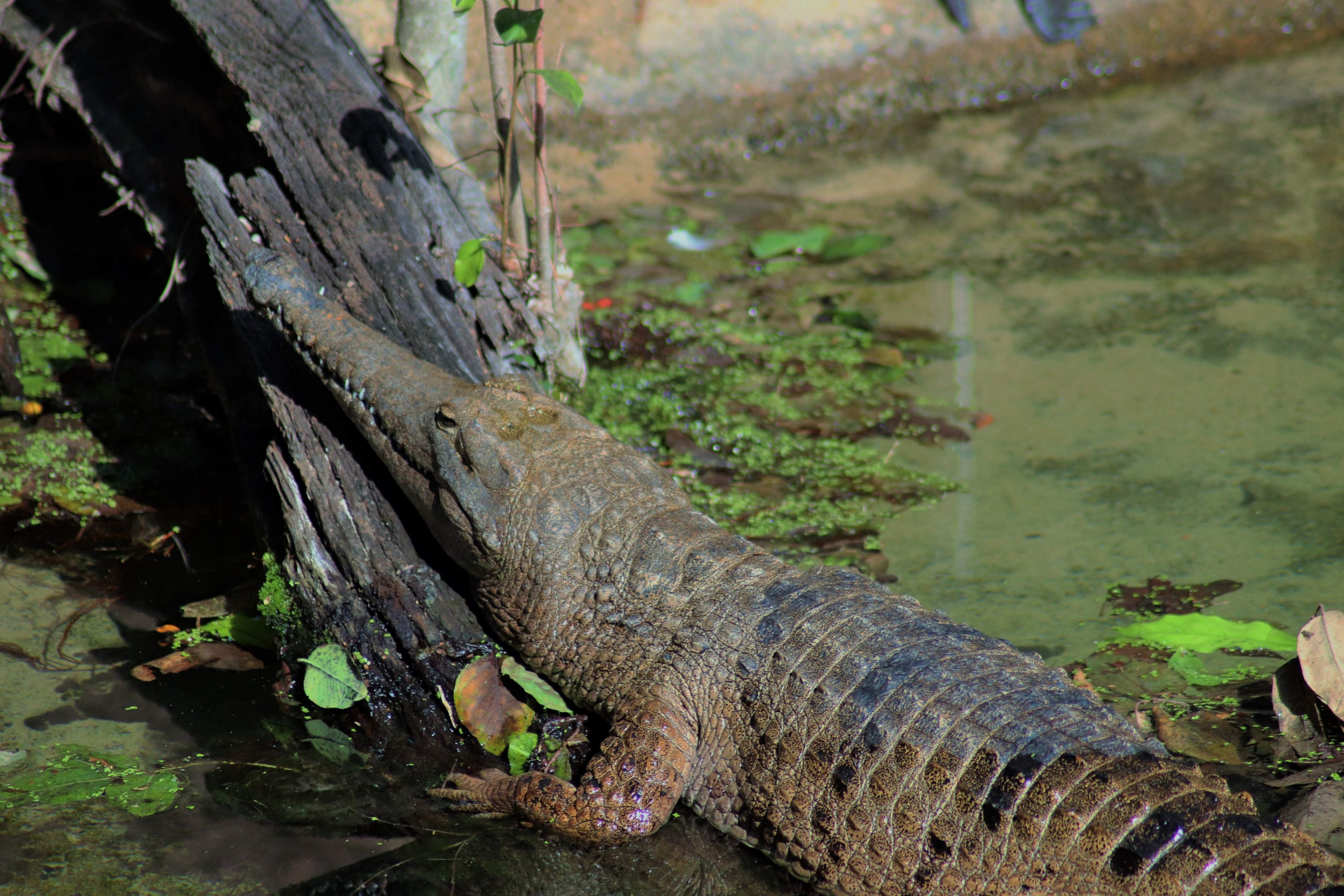 Freshwater Crocodile (Crocodylus johnsoni)