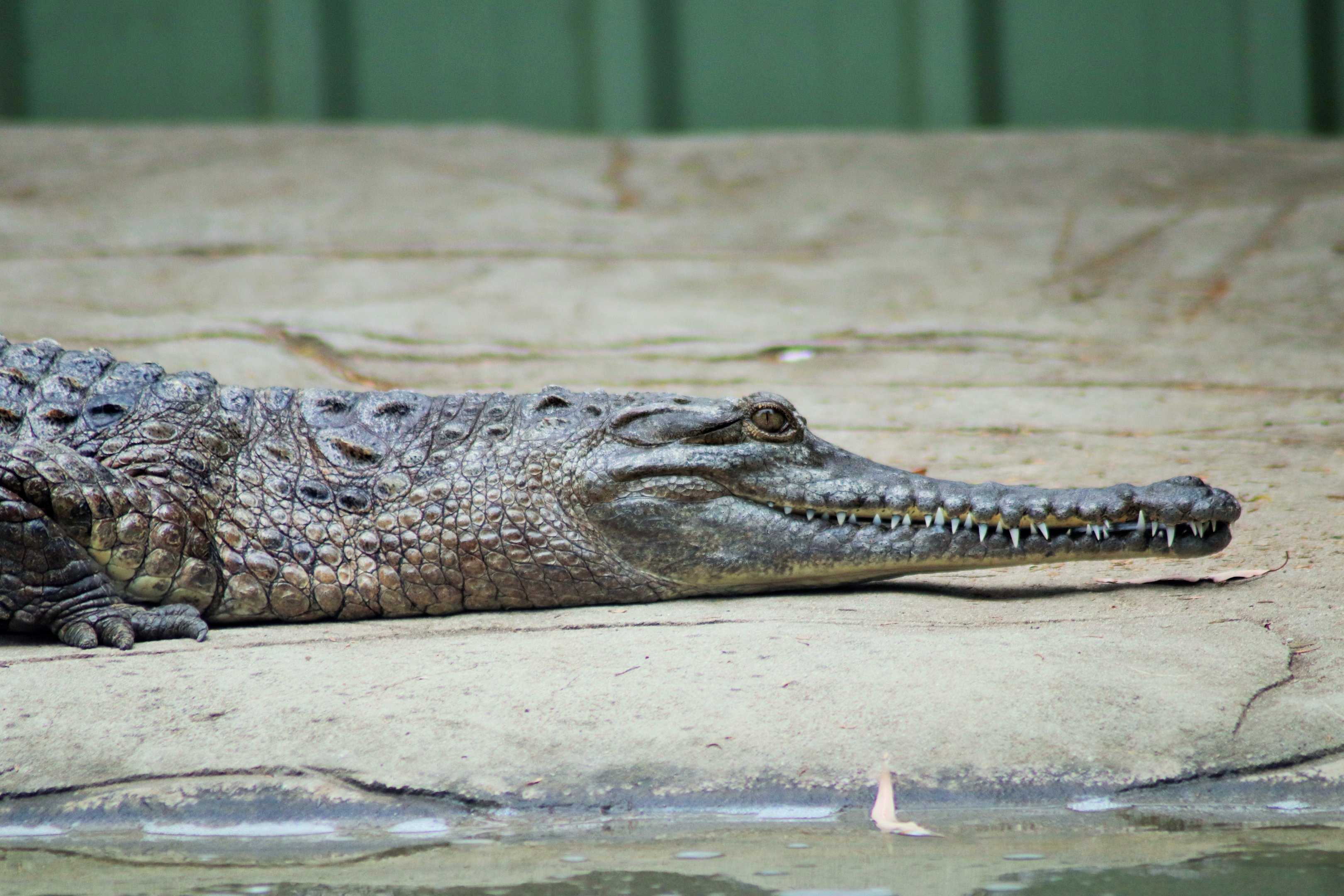 Freshwater Crocodile (Crocodylus johnsoni)