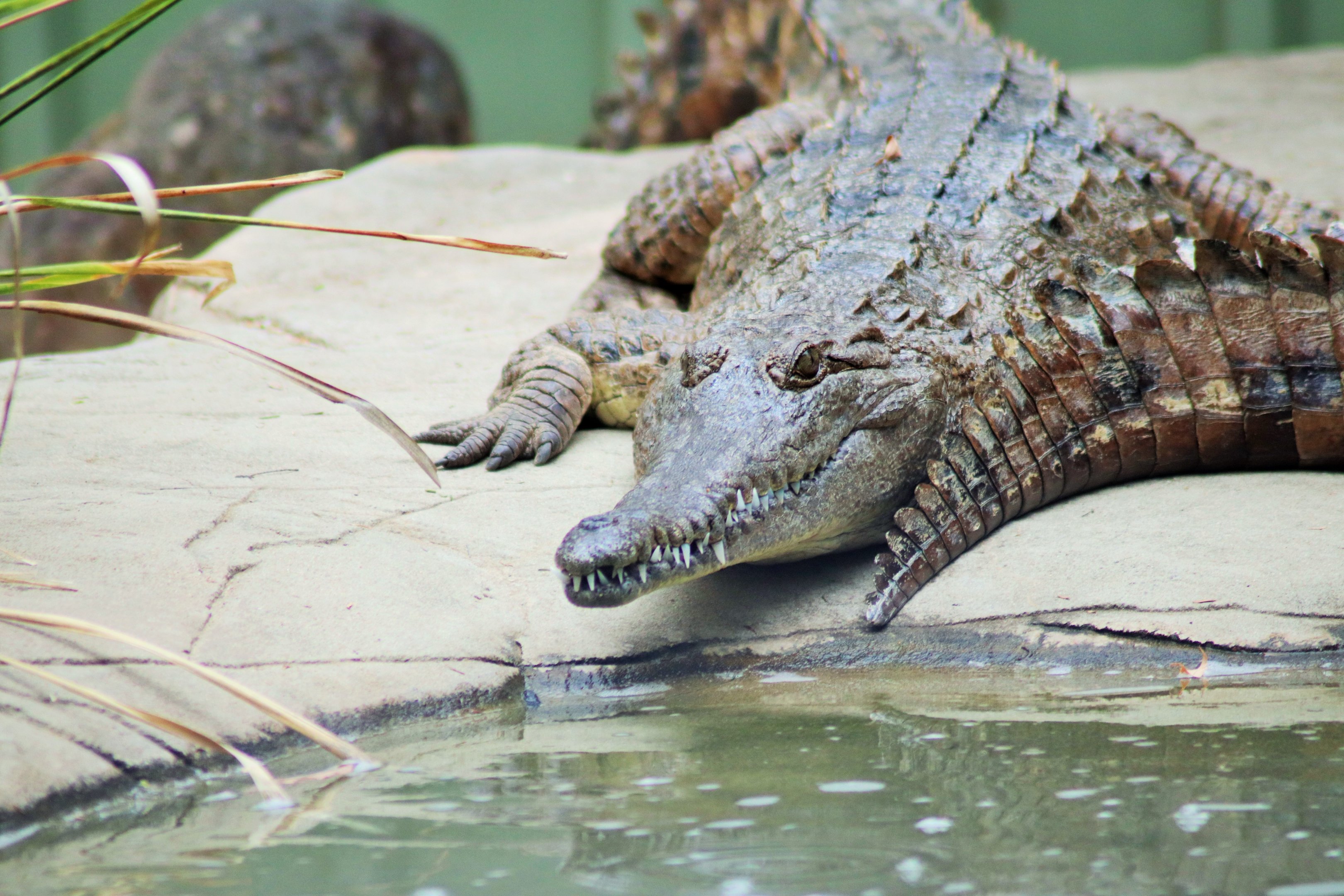 Freshwater Crocodile (Crocodylus johnsoni)
