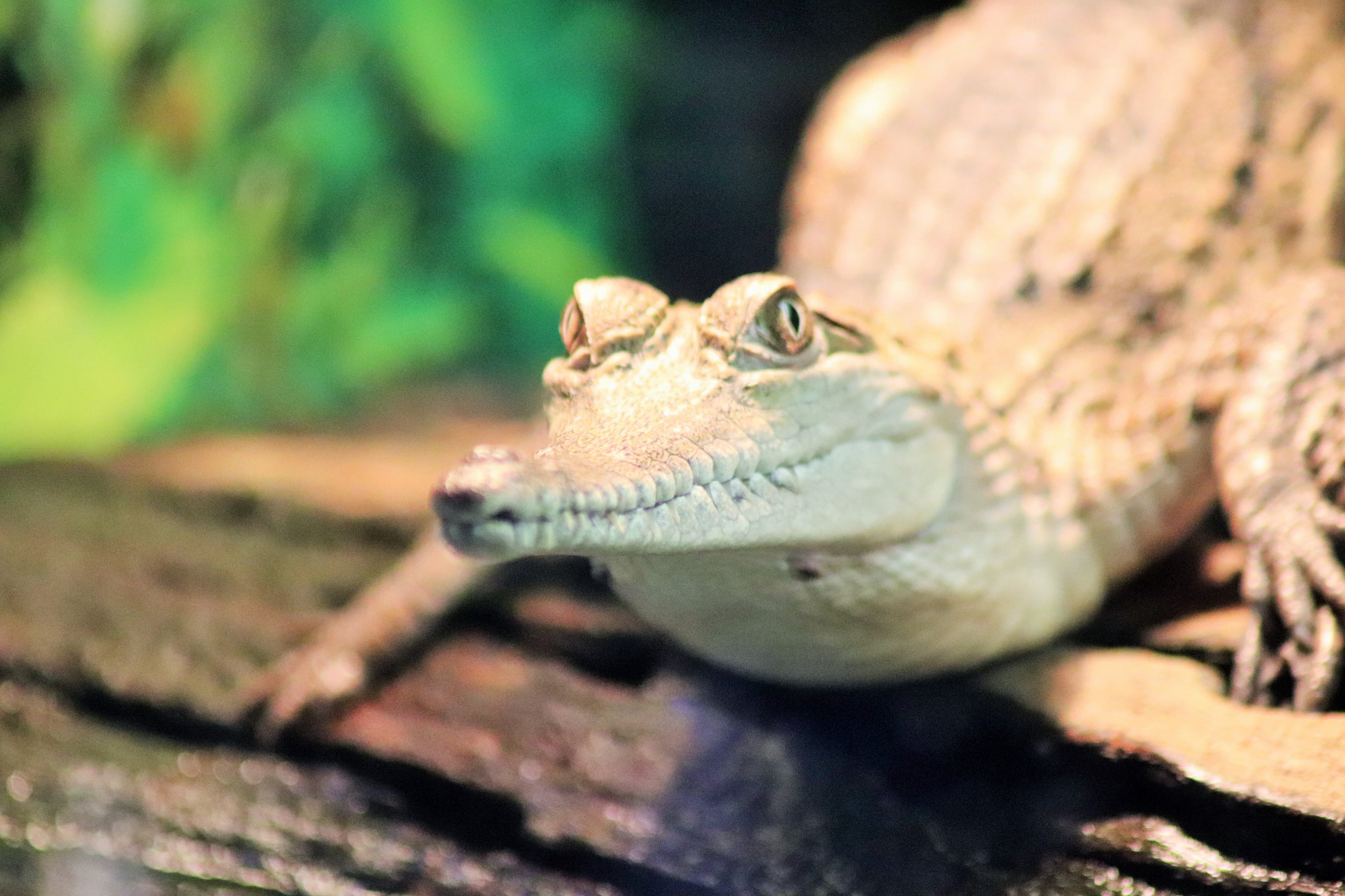 Freshwater Crocodile (Crocodylus johnsoni)