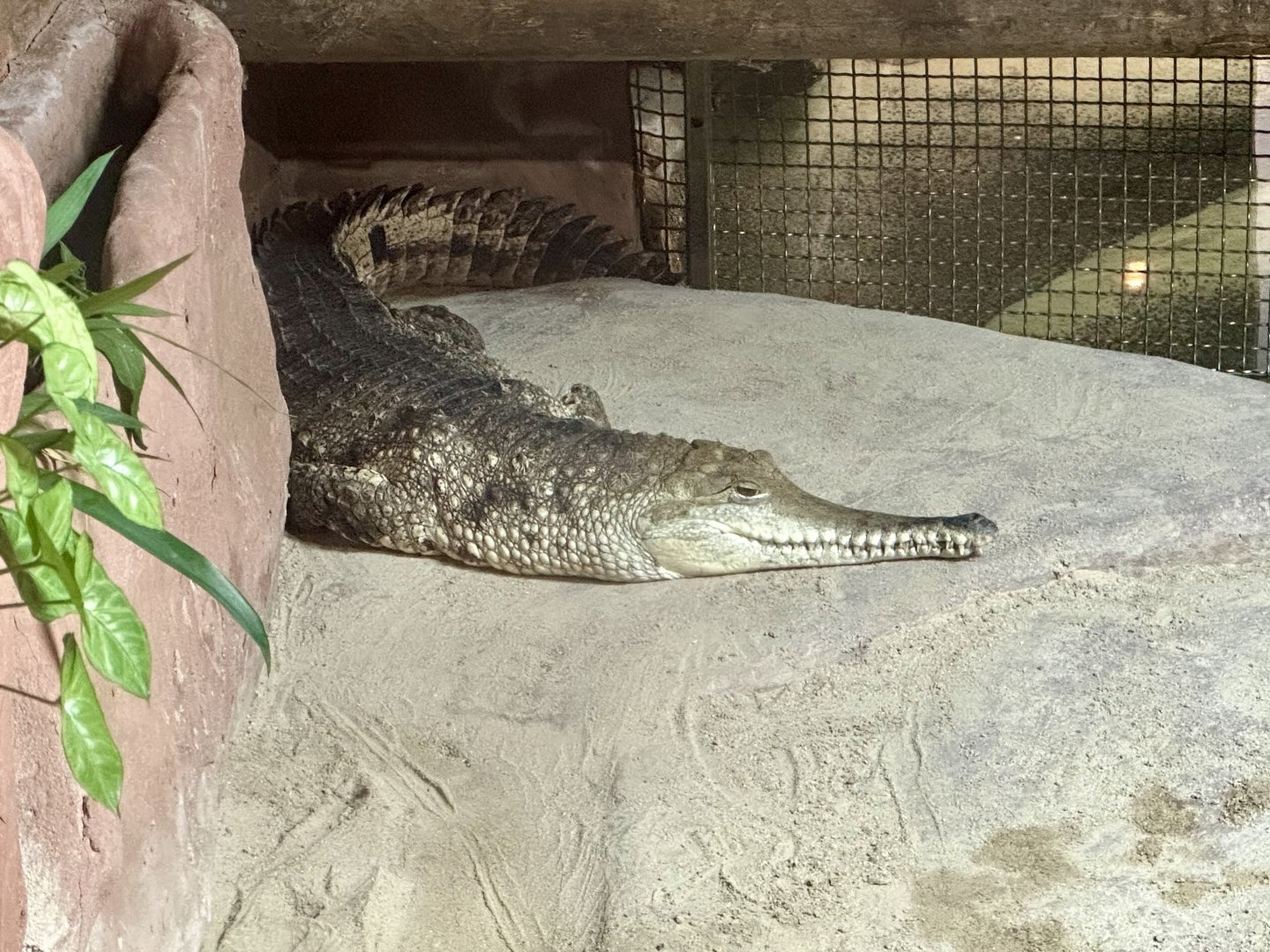Freshwater crocodile (Crocodylus johnsoni)