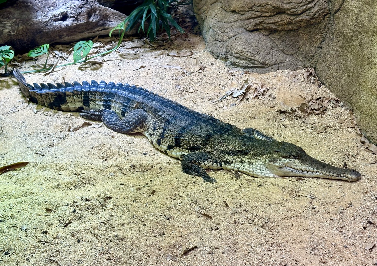 Freshwater crocodile (Crocodylus johnsoni)