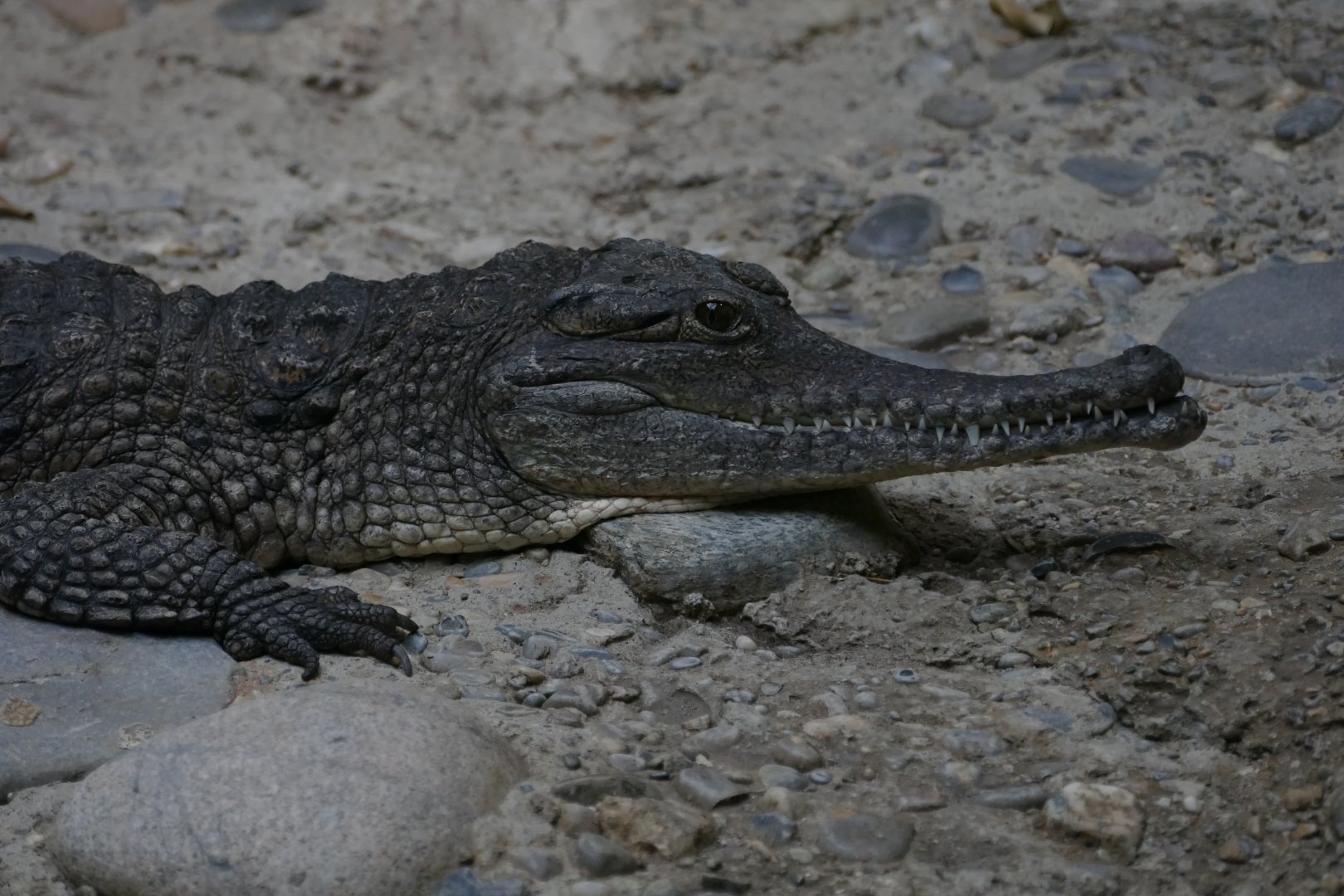 Freshwater Crocodile (Crocodylus johnsoni)