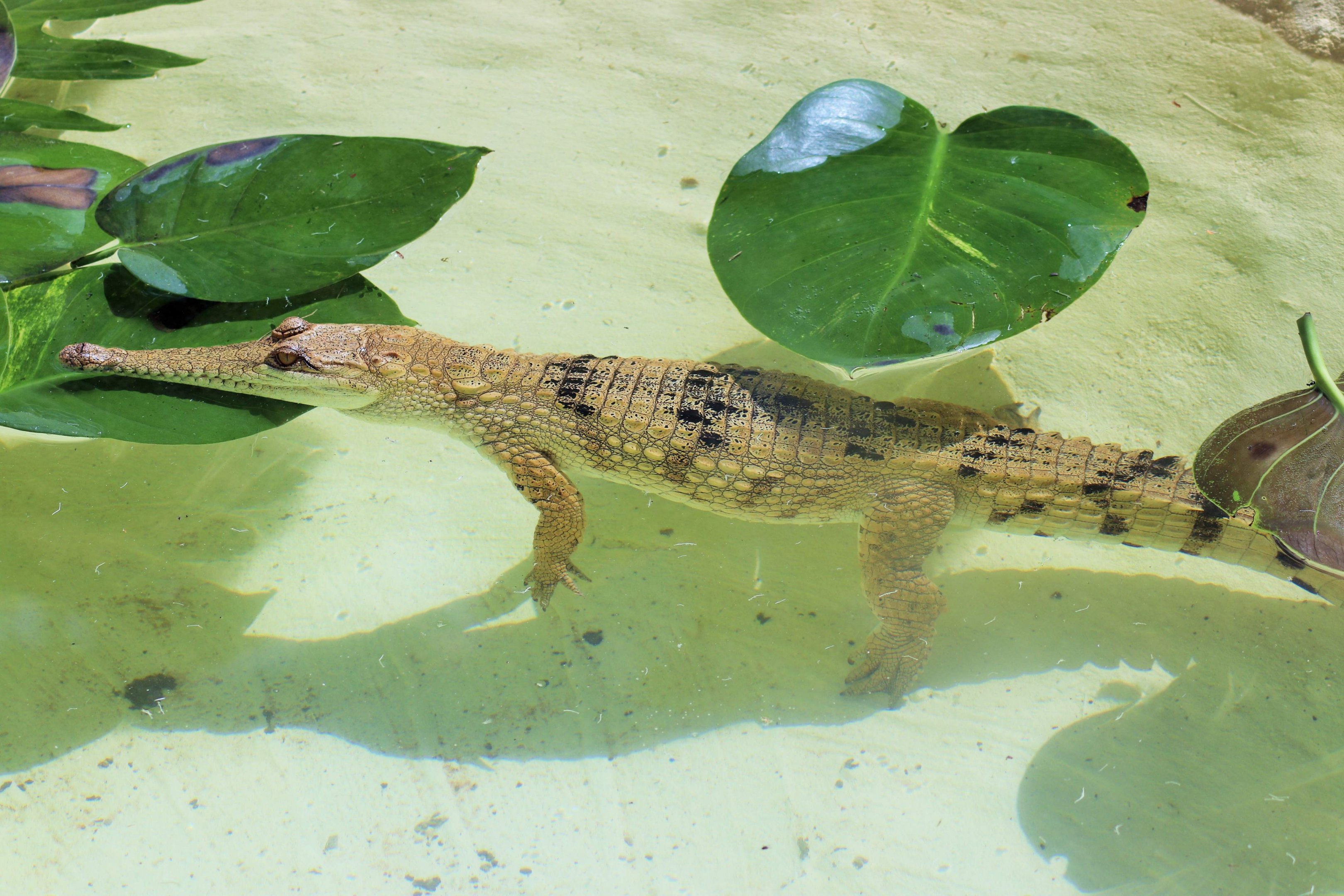Freshwater Crocodile (Crocodylus johnstoni)