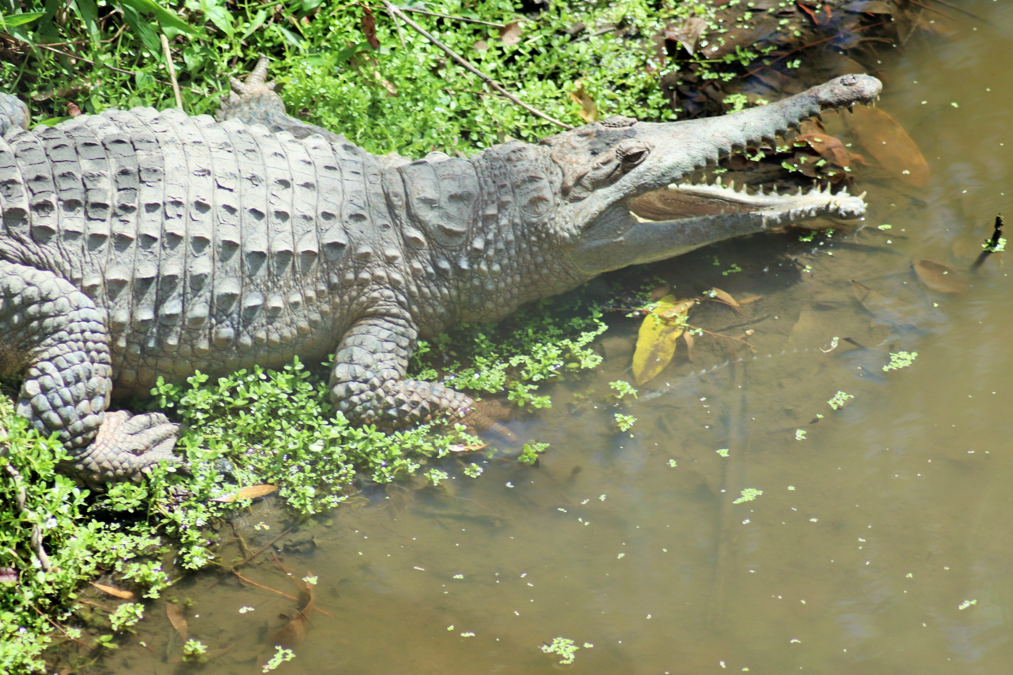 Freshwater Crocodile (Crocodylus johnstoni)