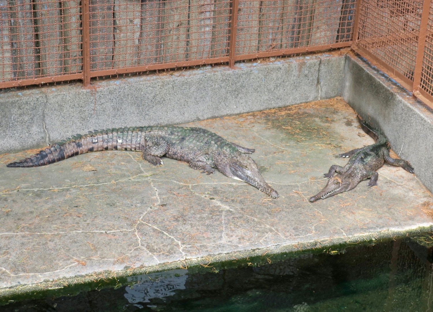 Freshwater Crocodile (Crocodylus johnstoni)