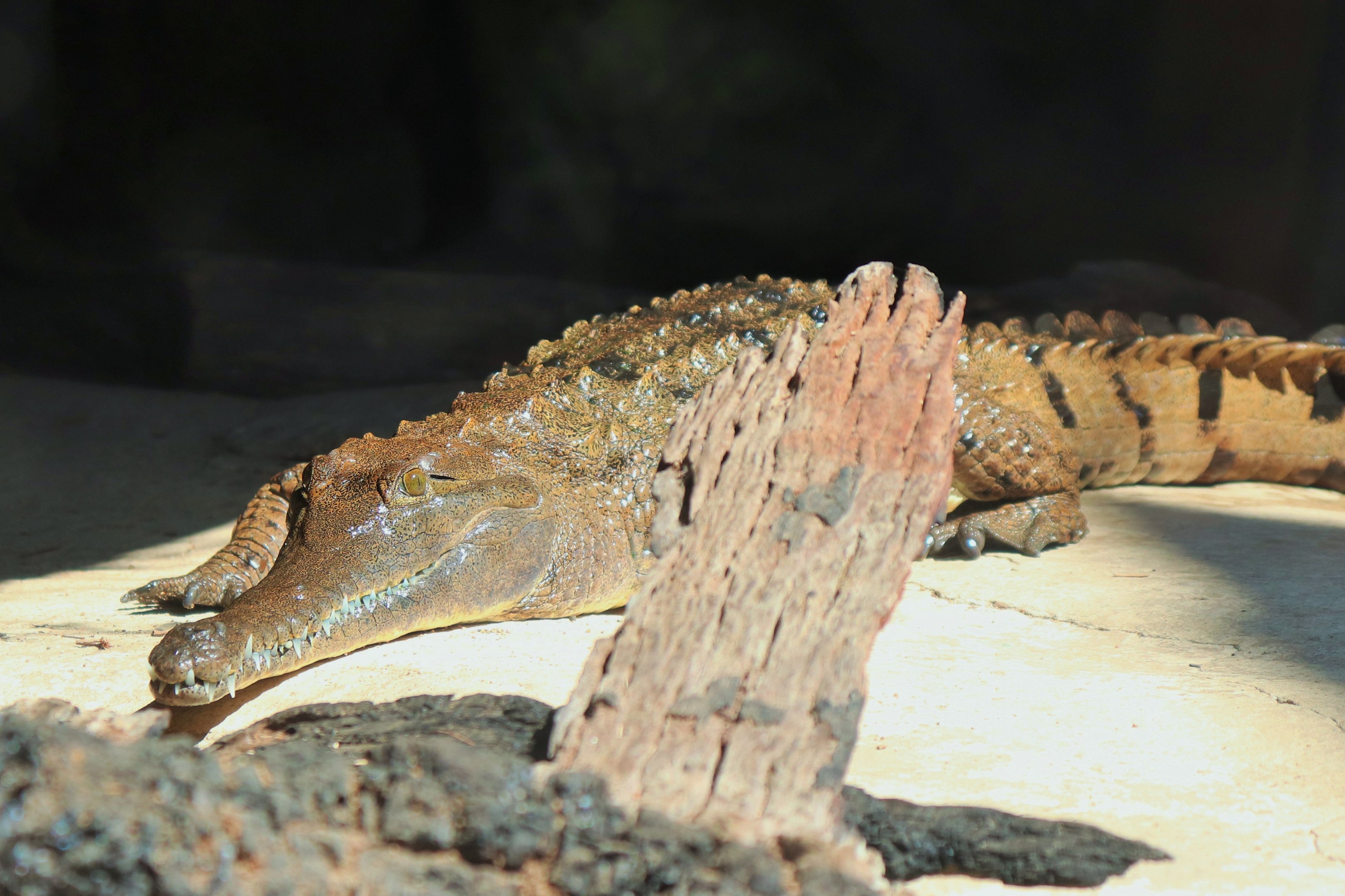 Freshwater Crocodile (Crocodylus johnstoni)