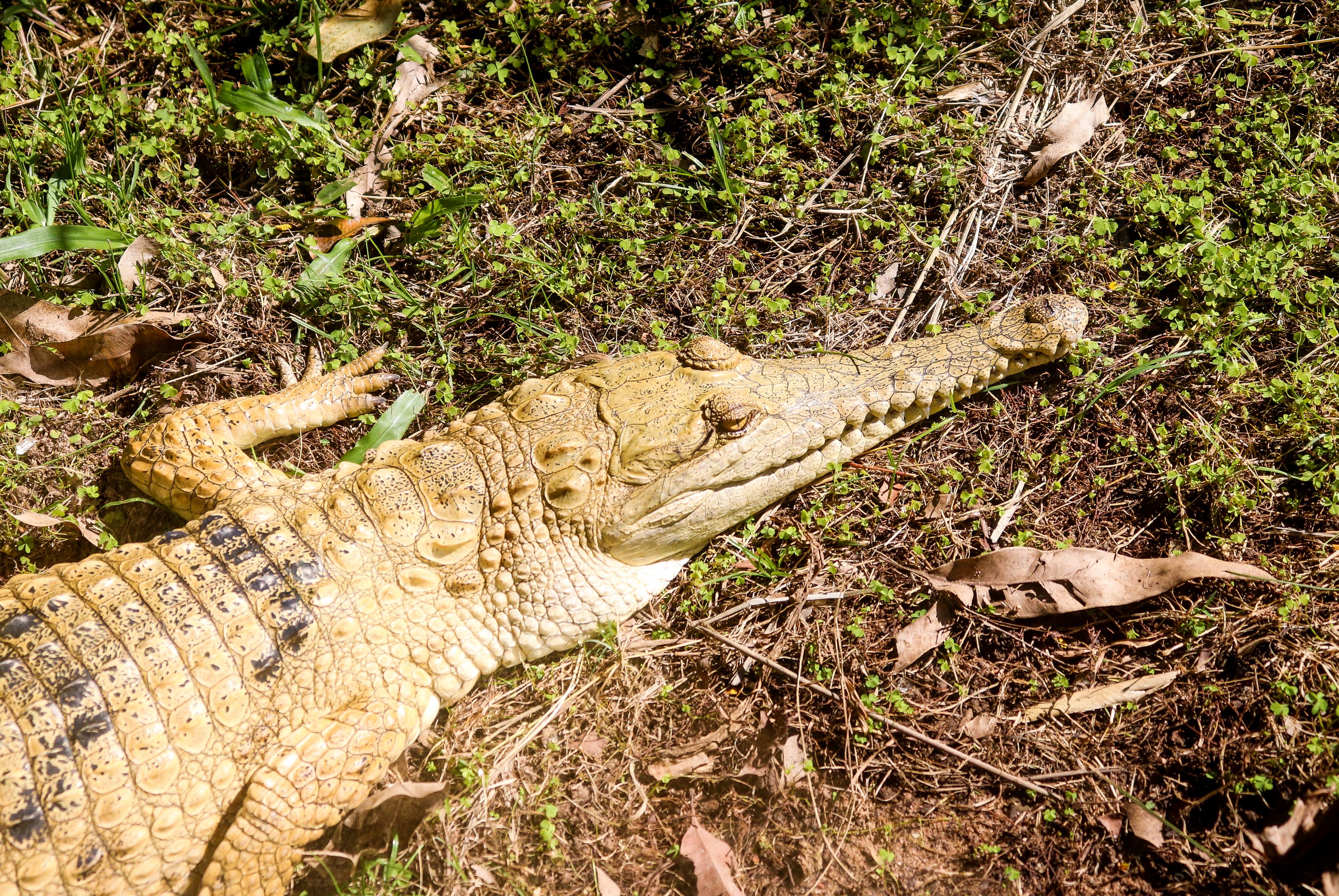 Freshwater Crocodile (Crocodylus johnstoni
