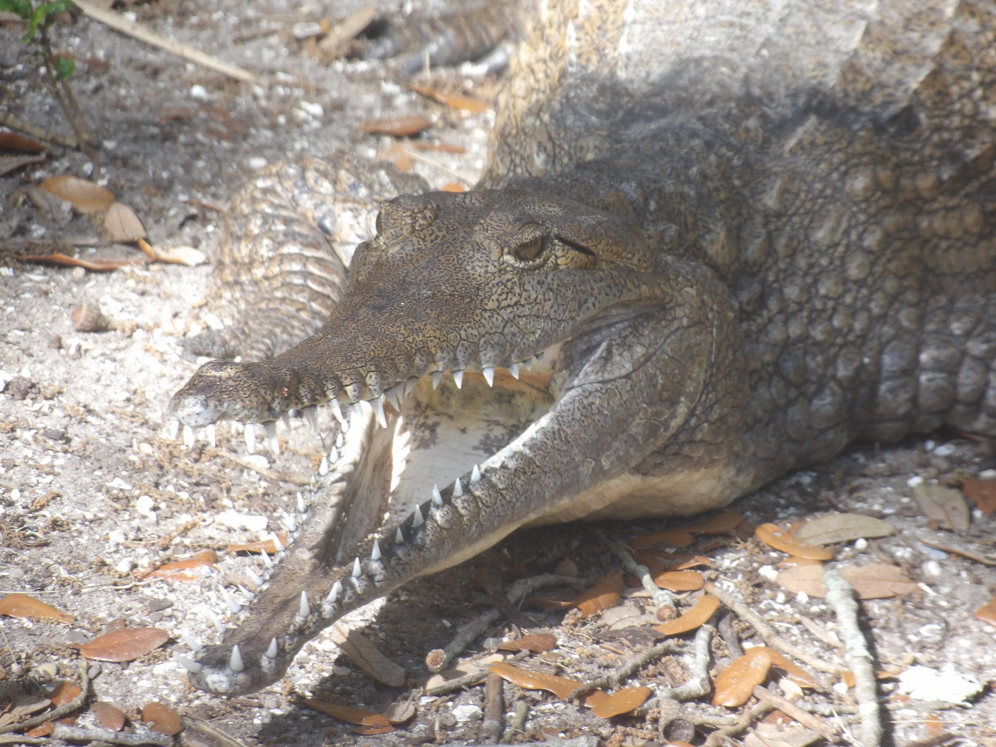 Freshwater Crocodile(Crocodylus johnstoni)