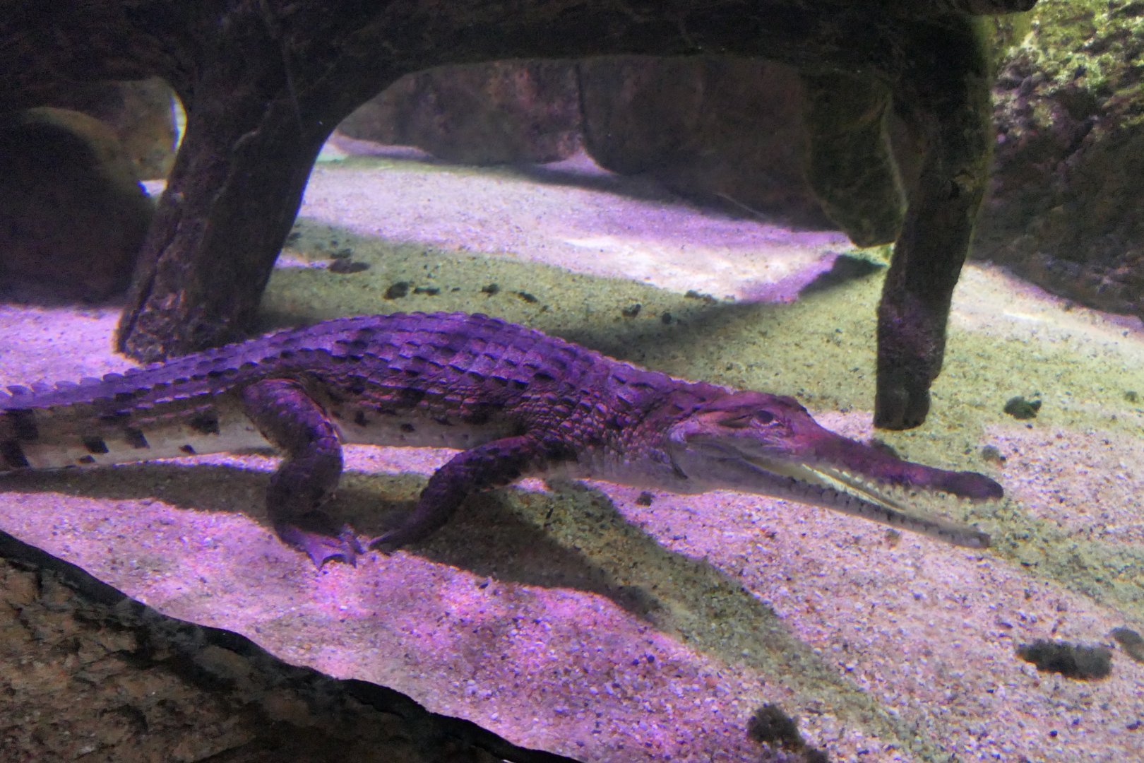 Freshwater Crocodile (Crocodylus johnstoni)