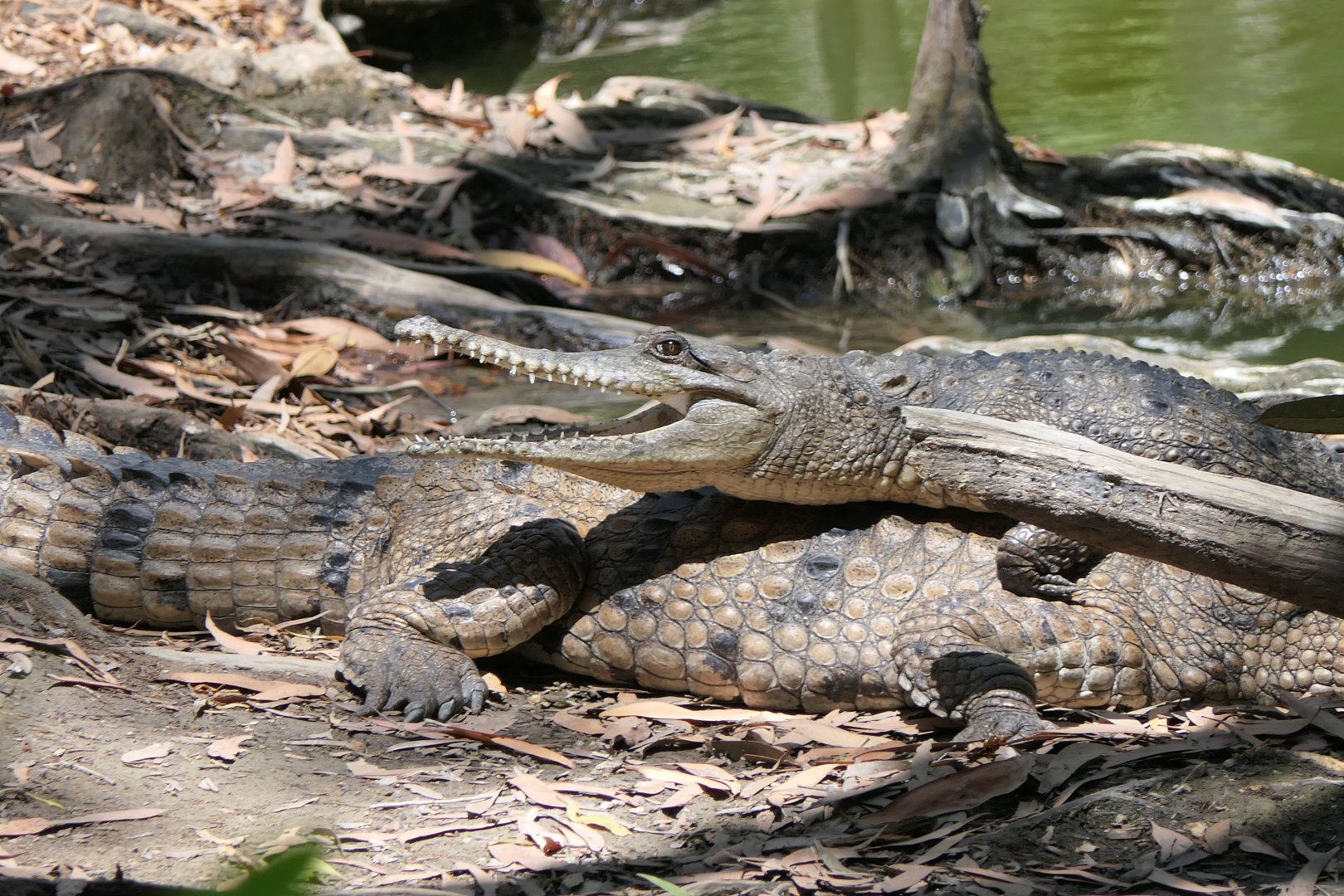 Freshwater Crocodile (Crocodylus johnstoni)