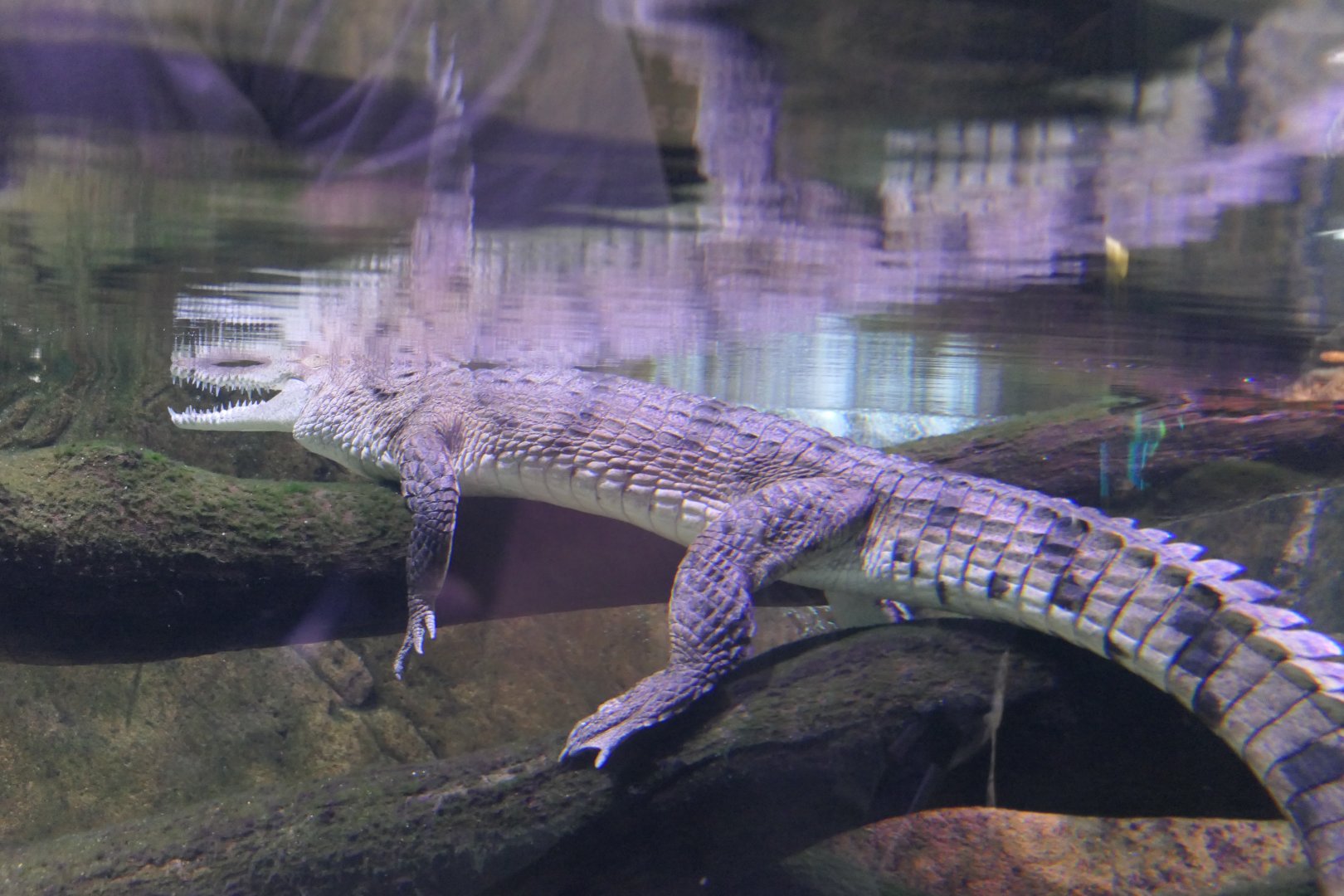 Freshwater Crocodile (Crocodylus johnstoni)