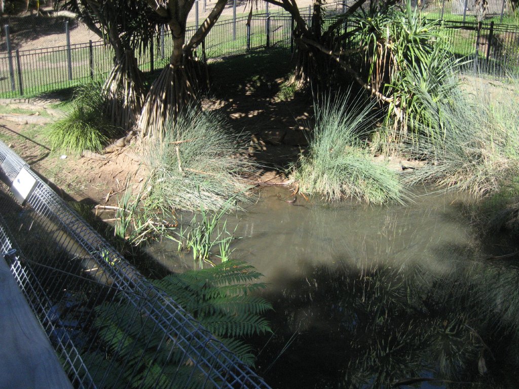 Freshwater Crocodile enclosure