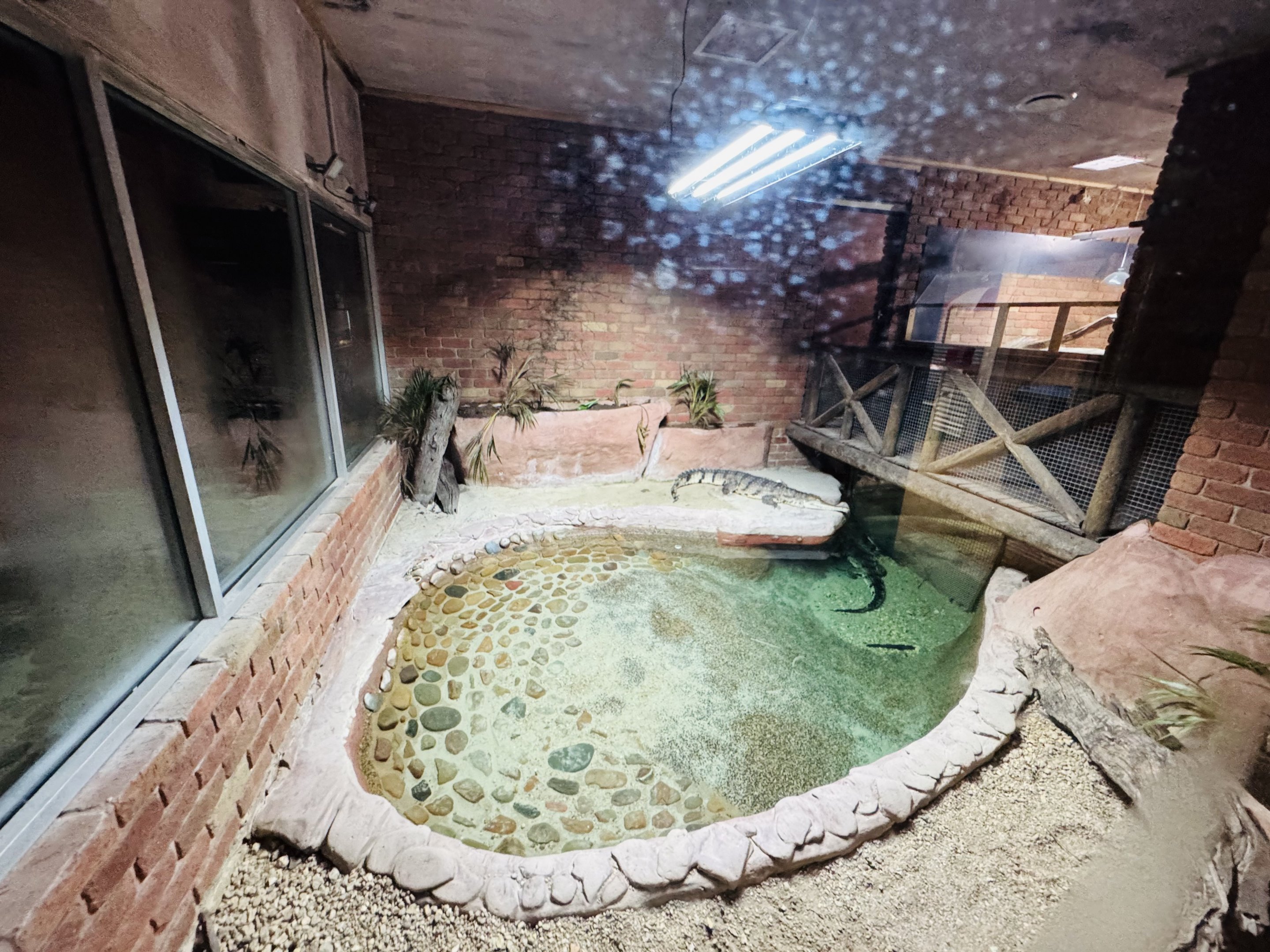 Freshwater Crocodile enclosure