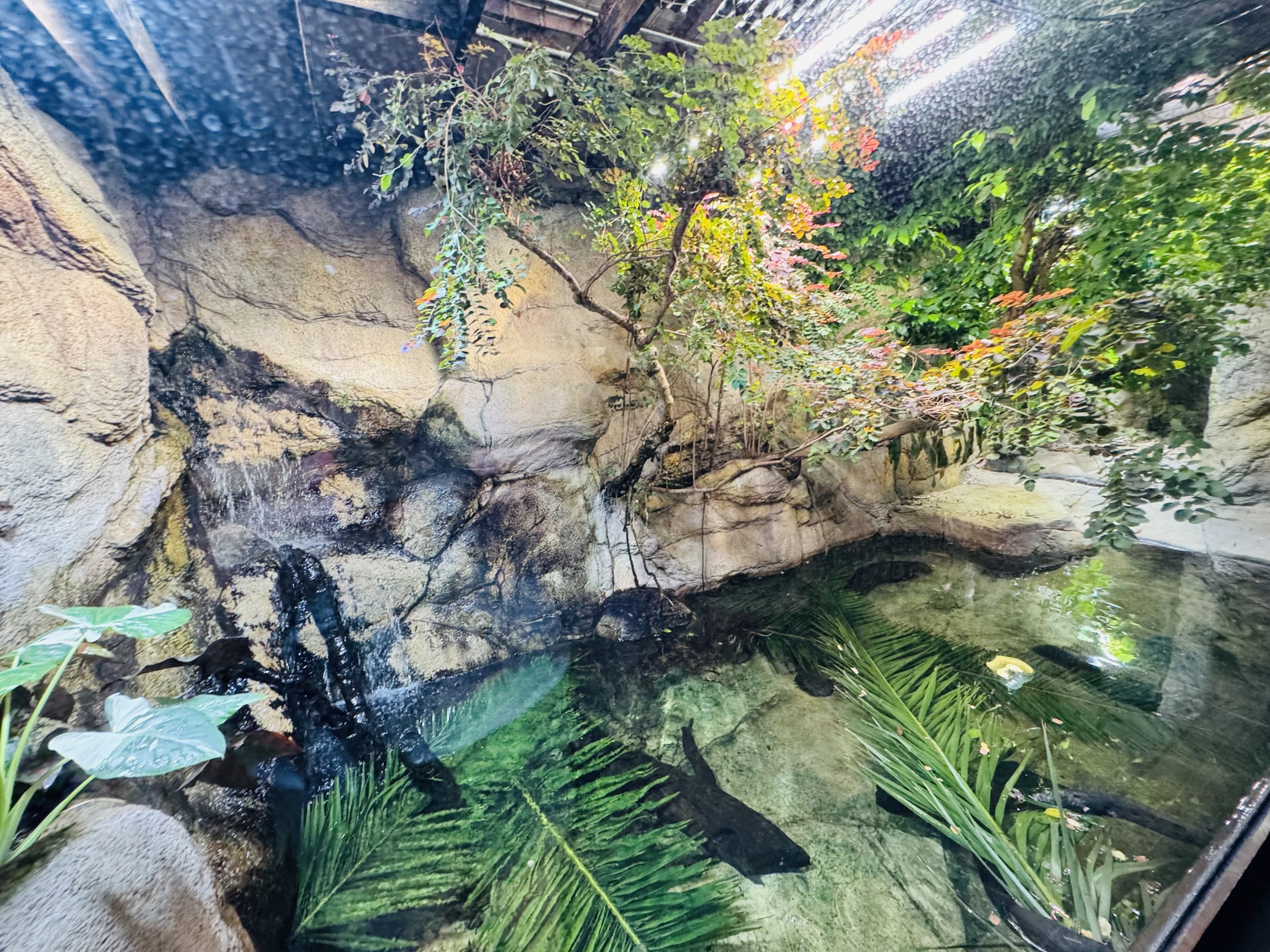 Freshwater Crocodile enclosure