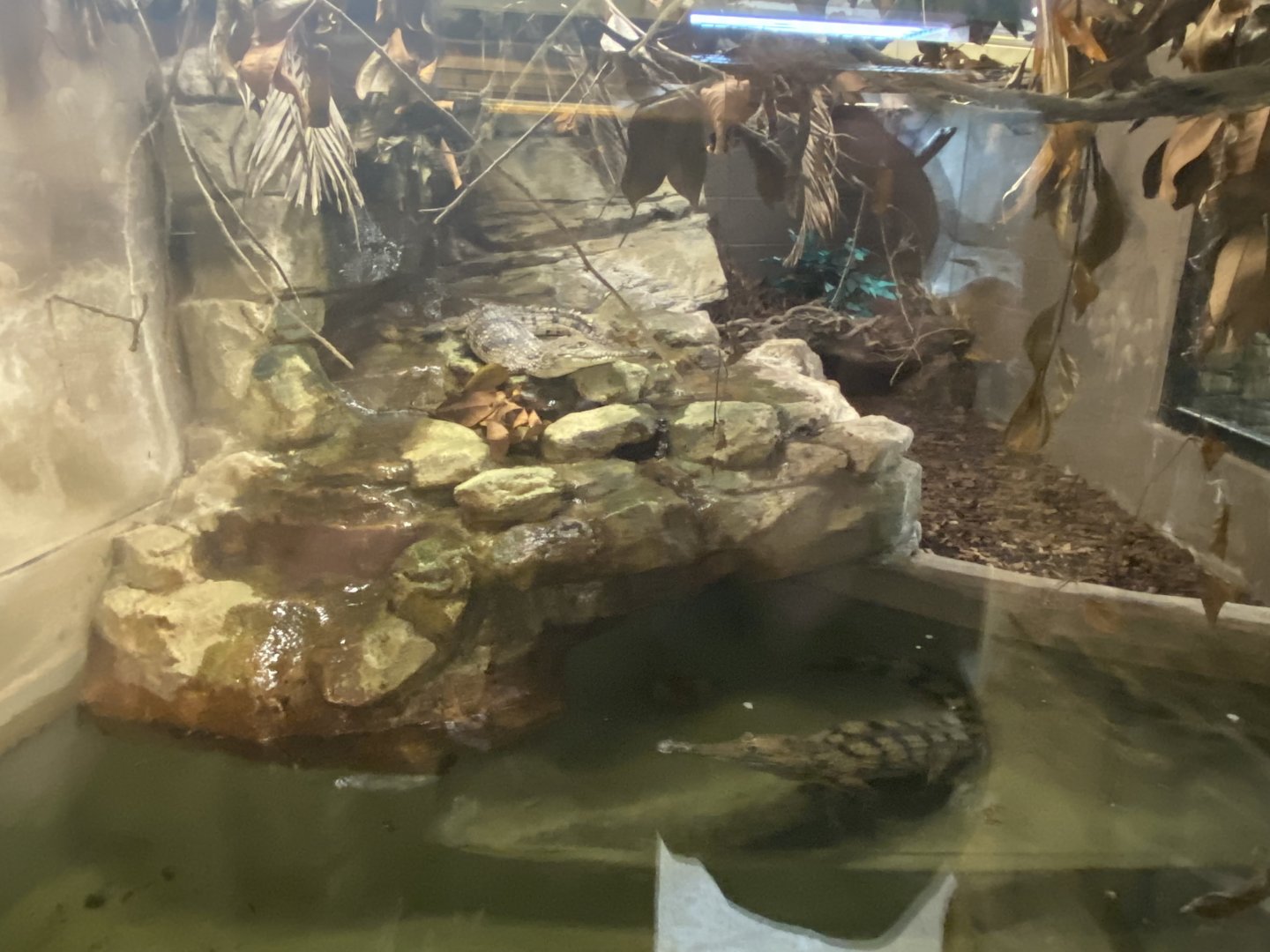 Freshwater crocodile enclosure