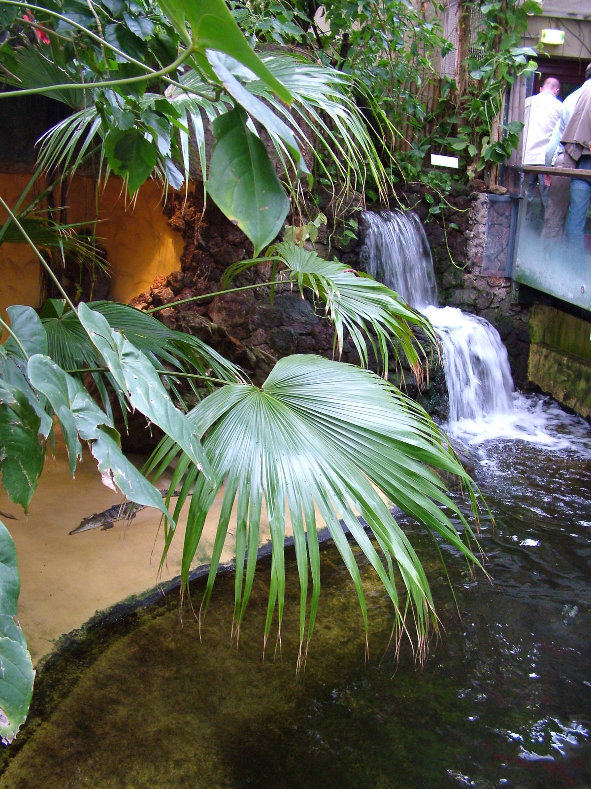 Freshwater Crocodile exhibit at Aquazoo 14/05/09