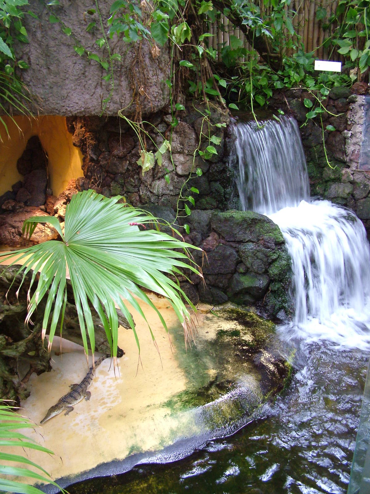 Freshwater Crocodile exhibit at Aquazoo 14/05/09