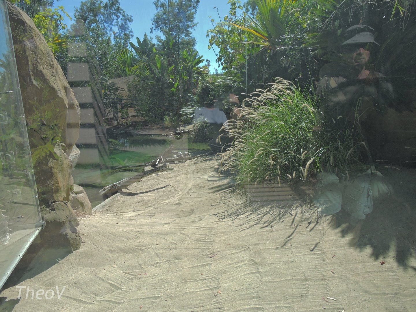 Freshwater crocodile exhibit - Discovery Outpost [2015]