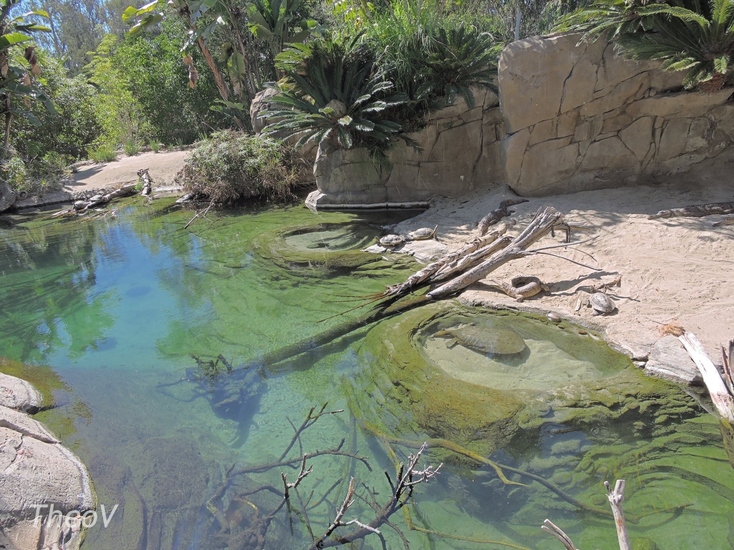 Freshwater crocodile exhibit - Discovery Outpost [2015]