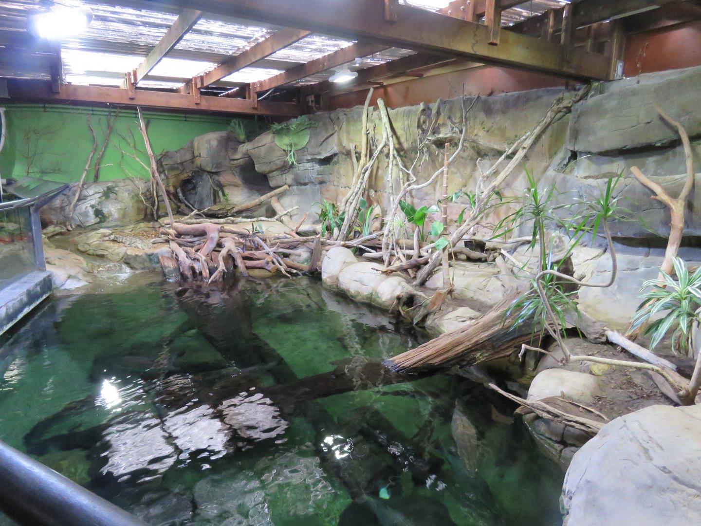 Freshwater Crocodile Exhibit