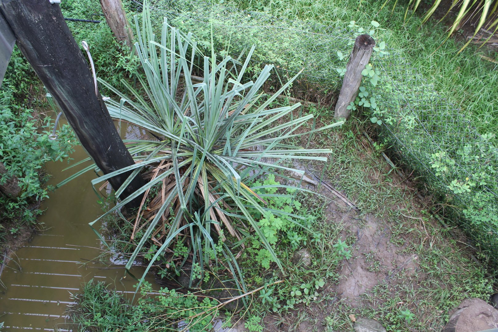 Freshwater Crocodile exhibit