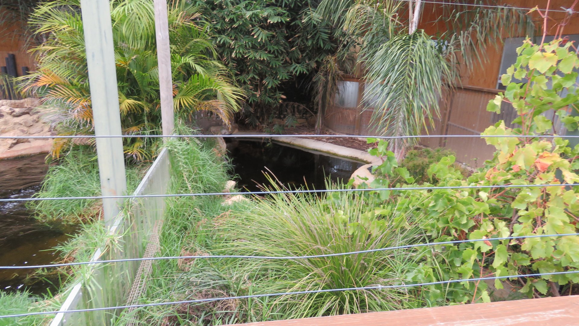 Freshwater Crocodile Exhibit