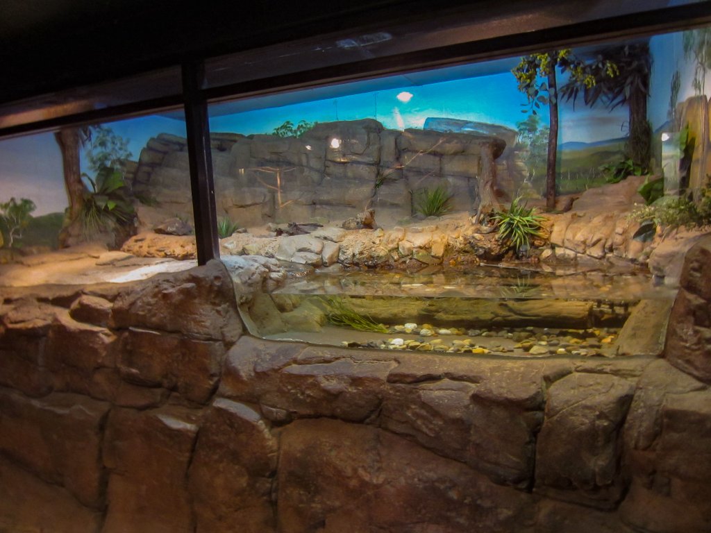 Freshwater Crocodile exhibit