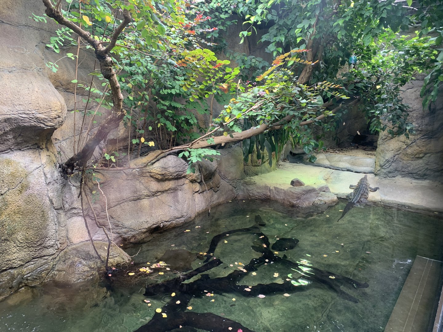 Freshwater Crocodile Exhibit