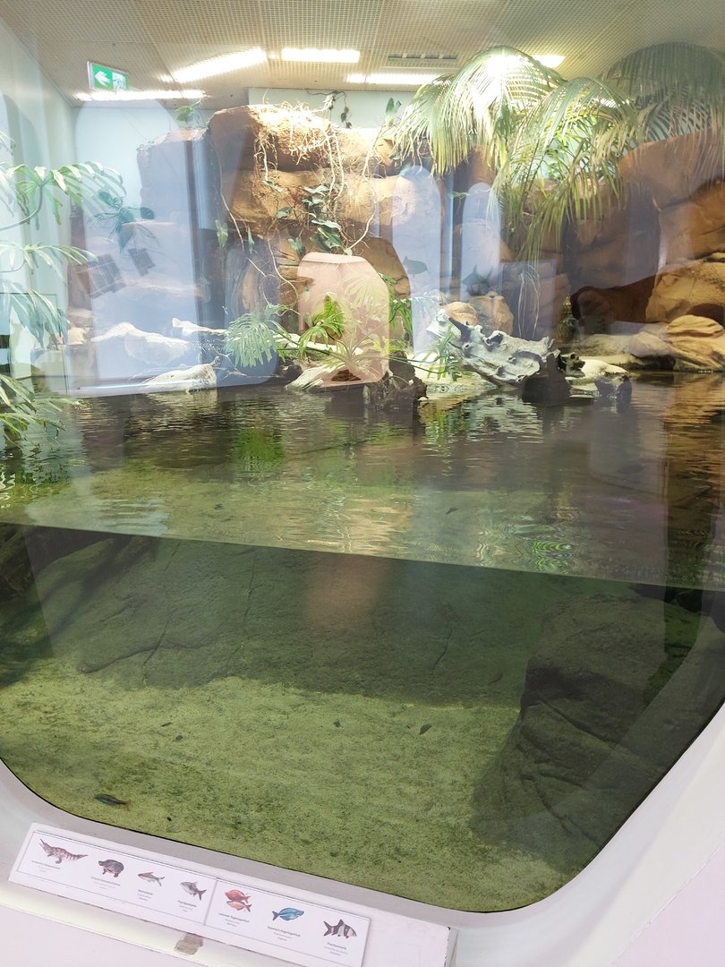 Freshwater crocodile exhibit